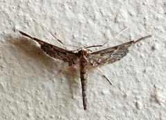 Duponchelia lanceolalis