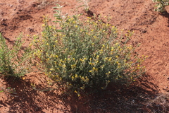 Goodenia armitiana