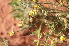 Goodenia armitiana