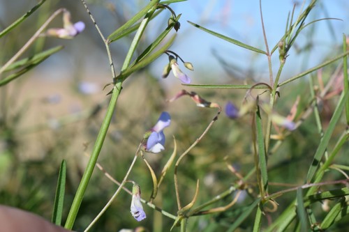 petioleless vetch (Vicia epetiolaris)