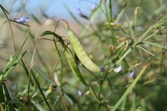 Vicia epetiolaris