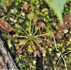 Drosera