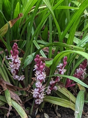 Reineckea carnea