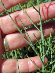 Lacomucinaea lineata