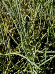 Lacomucinaea lineata