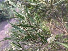 Geijera linearifolia
