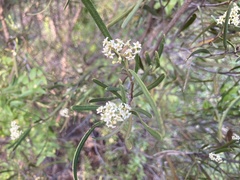 Geijera linearifolia