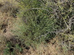 Lacomucinaea lineata