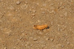 Oedaleonotus phryneicus