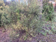 Geijera linearifolia