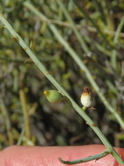 Lacomucinaea lineata