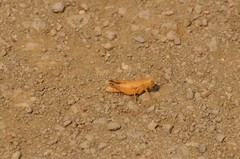 Oedaleonotus phryneicus