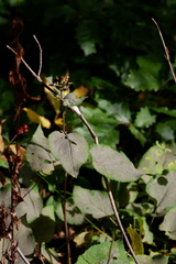Eurybia schreberi