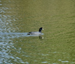 Fulica americana