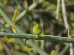Lacomucinaea lineata