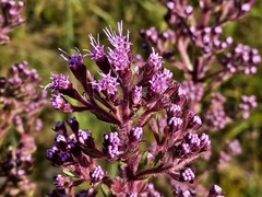 Carphephorus paniculatus