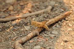 Oedaleonotus phryneicus