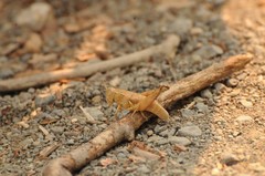 Oedaleonotus phryneicus