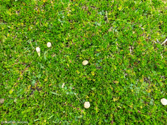 Baccharis caespitosa