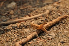 Oedaleonotus phryneicus