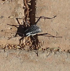 Stenocara gracilipes