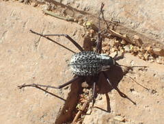 Stenocara gracilipes