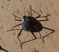 Stenocara gracilipes