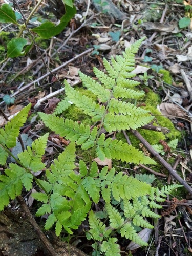 Dryopteris carthusiana iNat (3)