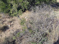 Diospyros lycioides lycioides