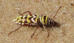 Megacyllene angulifera