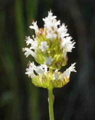 Plectritis macrocera