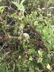 Mikania scandens image