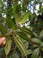 Miconia silviphila
