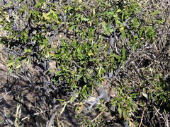Diospyros lycioides lycioides
