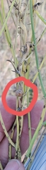Antistrophus