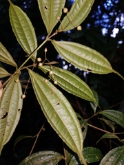 Miconia silviphila