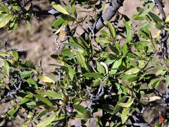 Diospyros lycioides lycioides