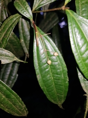 Miconia silviphila