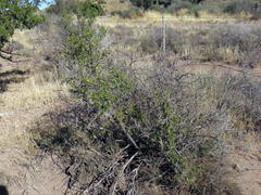 Diospyros lycioides lycioides