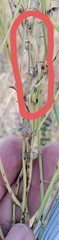 Antistrophus