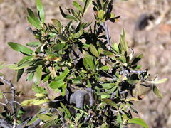 Diospyros lycioides lycioides