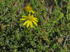 Osteospermum leptolobum
