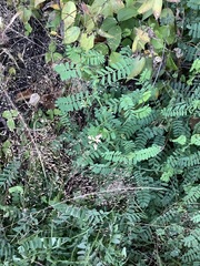 Securigera varia