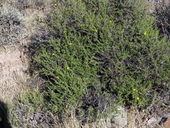 Osteospermum leptolobum