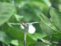 Brachymesia
