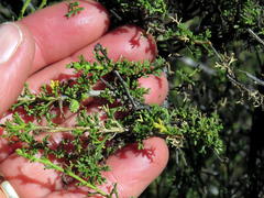 Osteospermum leptolobum