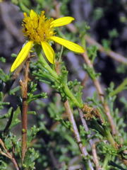 Osteospermum leptolobum