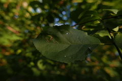 Stigmella plagicolella