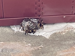 Mischocyttarus navajo
