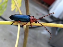 Stenaspis verticalis insignis